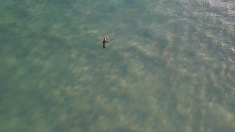 Seal-Pup-Floating-In-The-Ocean-With-Surfers-In-The-Spit,-Queensland,-Australia---aerial-shot