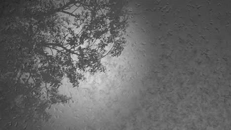 Entspannende-Meditative-Naturpflanze,-Baumblätter-In-Bewegung,-3D-dunkelgrauer-Hintergrund