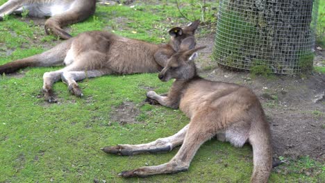 Young-kangaroos-relaxing-on-the-ground-inside-park