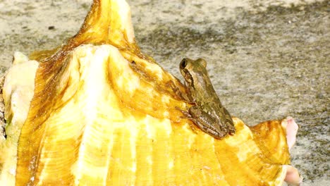 Kubanischer-Laubfrosch-Osteopilus-Septentrionalis-Sitzt-Auf-Einer-Muschelschale