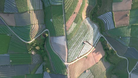 Luftaufnahme-Von-Oben-Nach-Unten-Auf-Die-Grüne-Gemüseplantage-Auf-Dem-Hügel
