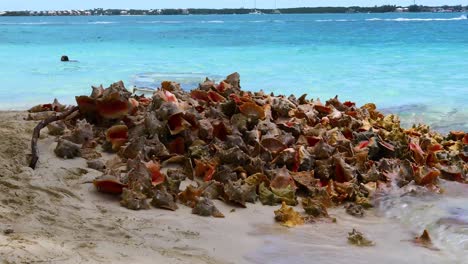 Static-video-of-a-pile-of-Conch-shells-that-have-been-cleaned-for-food-at-Chat-'N'-Chill-on-Exuma-in-the-Bahamas