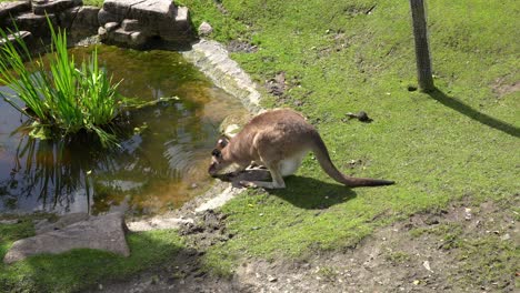Young-kangaroo-drinking-from-a-pond-during-warm-summer-day