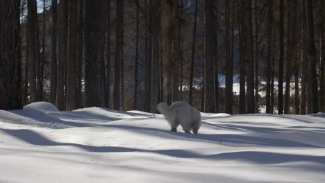 White-Swiss-Shepherd-Dog-Sniffs-In-Snowy-Forest-Standing-Walks-And-Sits-Down