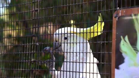A-sulphur-crested-cockatoo,-cacatua-galerita-with-yellow-crest-cling-on-to-the-side-of-the-cage,-bob-and-dance-for-the-tourists-and-passerby-in-wildlife-sanctuary,-close-up-shot