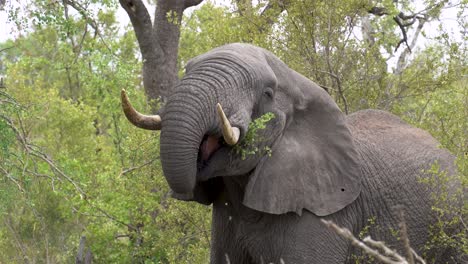 An-African-Elephant-uses-its-trunk-to-strip-leaves-off-dense-Acacia-trees,-Kruger,-Loxodonta-africana
