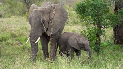 A-baby-and-mother-elephant-forage-sweet-grass-from-dense-underbrush,-Kruger,-Loxodonta-africana