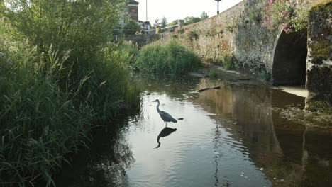 Crane-Bird-At-The-Shallow-Water-Of-Suir-River-During-Sunrise-In-Cahir-Town,-Ireland