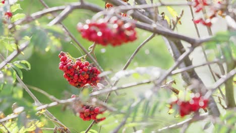On-a-sunlit-morning,-video-shows-ripe-Rowan-berries—a-mystical,-witch-repelling-tree,-future-diviner,-and-jam-maker,-cherished-by-wildlife-in-both-woods-and-towns