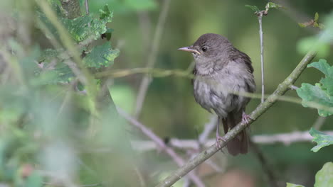 A-video-about-a-Thrush-Nightingale