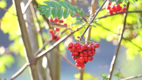 Sun-kissed-morning-footage-reveals-ripe-Rowan-berries,-an-elegant-tree-with-a-mystical-history,-warding-off-witches,-foreseeing-the-future,-and-delighting-wildlife-in-woods-and-towns