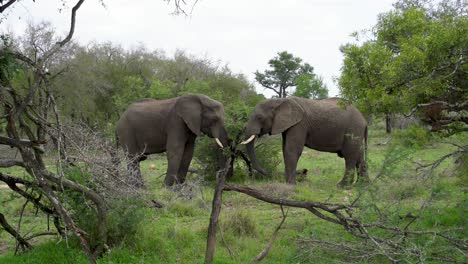 Dos-Elefantes-Machos-De-Pie-En-Un-Denso-Arbusto-Comiendo-Acacia-Kruger,-Sudáfrica-Loxodonta-Africana