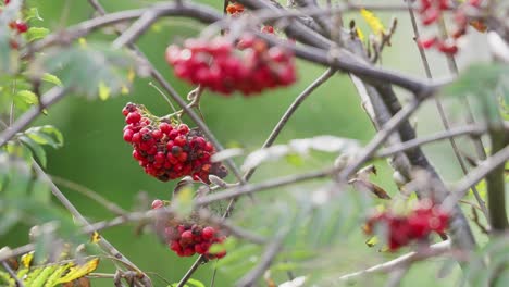 Video-unveils-ripe-Rowan-berries-in-morning-sunlight