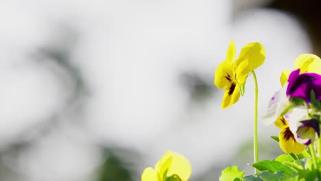 Yellow-and-purple-viola-flowers-moving-softly-in-the-summer-breeze