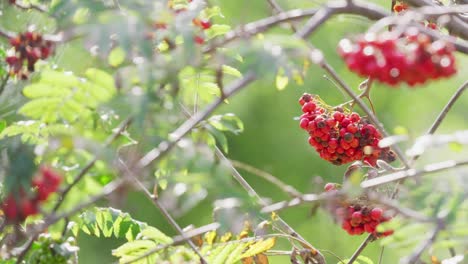 In-morning-sunlight,-video-displays-ripe-Rowan-berries