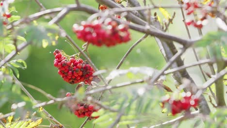 Video-footage-in-morning-sunlight-features-ripe-Rowan-berries