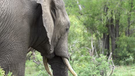 Close-up-of-an-African-elephant-standing-in-the-wild,-Kruger,-South-Africa-Loxodonta-africana