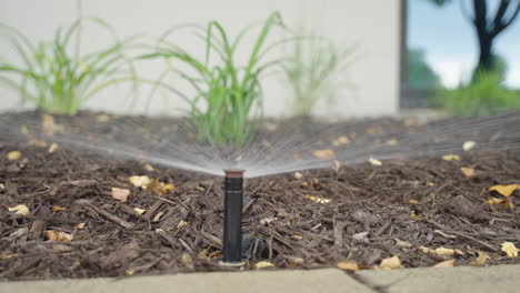 Sprinkler-Emerging-from-Ground-to-Spray-Water-Onto-Bark-Mulch-in-Garden