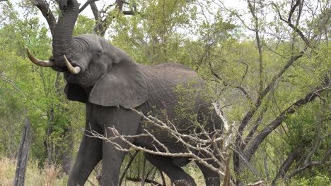 An-African-Elephant-stretches-its-trunk-to-strip-leaves-off-dense-Acacia-trees,-Kruger,-Loxodonta-africana