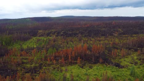 Vista-Aérea-De-Las-Secuelas-De-Un-Incendio-Forestal-En-Canadá-En-Un-Bosque-De-Pinos