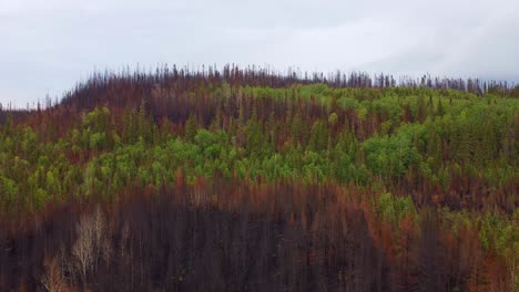 Aftermath-of-wildfire-shows-the-contrast-between-green-and-burnt-trees,-aerial