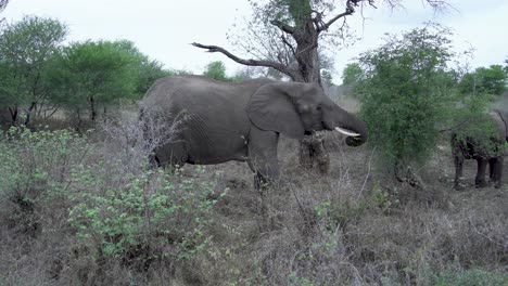 Una-Gran-Hembra-De-Elefante-Tira-Las-Hojas-De-Los-Densos-árboles-De-Acacia,-Kruger,-Loxodonta-Africana.