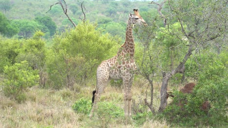 A-giraffe-strips-eats-the-leaves-off-Acacia-trees,-Kruger,-South-Africa-Giraffa-camelopardalis-giraffa