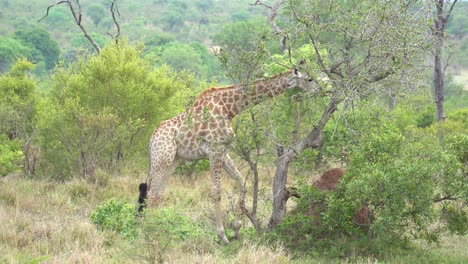 A-giraffe-strips-leaves-off-dense-Acacia-trees,-Kruger,-South-Africa-Giraffa-camelopardalis-giraffa