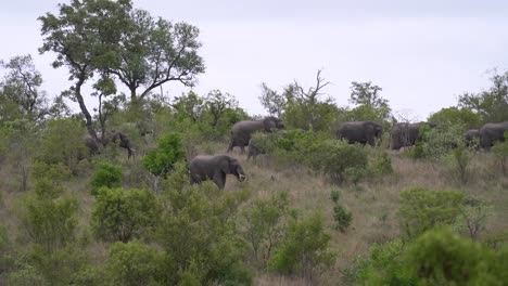 A-large-herd-of-African-Elephants-roaming-through-dense-underbrush,-Kruger,-South-Africa-Loxodonta-africana