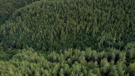 Drone-video-over-dense-pine-forest-tilt-down-overhead