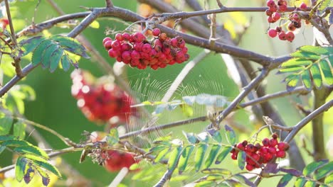 On-a-sunlit-morning,-video-captures-ripe-Rowan-berries
