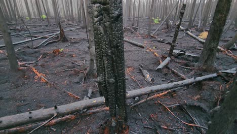 Man-kicks-over-burnt-tree-trunk-in-ash-covered-forest-after-wildfire