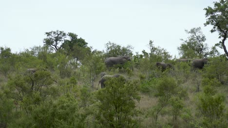 A-large-herd-of-African-Elephants-pass-through-dense-underbrush,-Kruger,-South-Africa-Loxodonta-africana