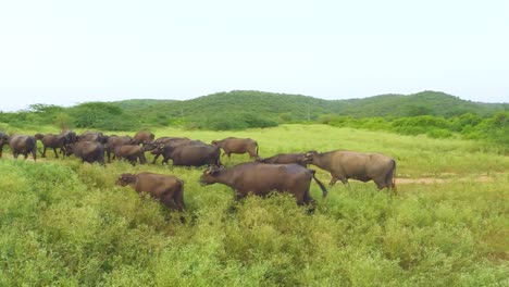 Herd-of-Domestic-Water-Buffaloes-or-Bubalus-bubalis-in-grasslands-of-central-india
