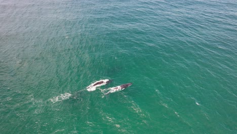 Zwei-Buckelwale-Schwimmen-In-Zeitlupe-Unter-Der-Meeresoberfläche