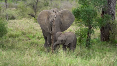 A-baby-elephant-with-its-mother-forage-sweet-grass-from-dense-underbrush,-Kruger,-Loxodonta-africana