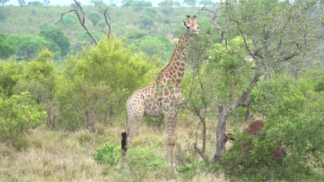 A-giraffe-uses-its-long-neck-to-strip-leaves-off-dense-Acacia-trees,-Giraffa-camelopardalis-giraffa