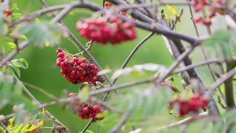 In-the-sun's-embrace,-video-reveals-ripe-Rowan-berries—a-mystical,-witch-repelling-tree,-fortune-teller,-and-jam-supplier,-cherished-by-wildlife-in-woods-and-towns
