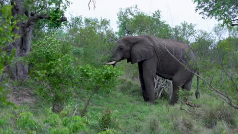 Acercándose-A-Un-Gran-Elefante-Africano-Mientras-Se-Alimenta,-Kruger,-Sudáfrica-Loxodonta-Africana