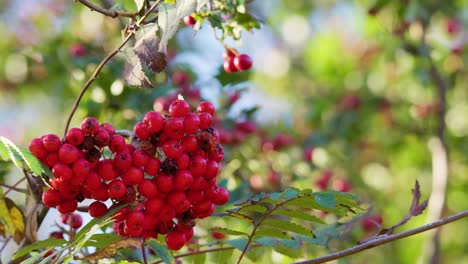 Ripe-Rowan-berries,-bane-of-witches-and-diviner-of-the-future,-shine-in-morning-footage
