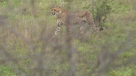 Tracking-a-female-cheetah-walking-cautiously,-dense-acacia-in-foreground,-Kruger,-South-Africa,-Acinonyx-jubatus-jubatus