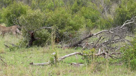 Zwei-Gepardenjunge-Jagen-Einander-Spielerisch-In-Einem-Dichten-Waldhain,-Kruger,-Südafrika,-Acinonyx-Jubatus-Jubatus