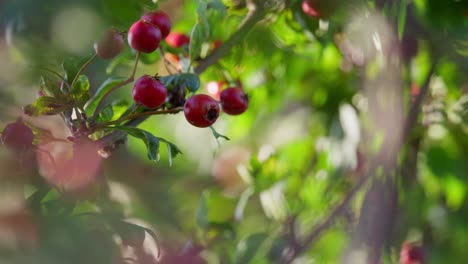 Sunlit-morning-video-showcases-ripe-Rowan-berries—a-mystical-tree-fending-off-witches,-revealing-the-future,-and-making-jam,-while-attracting-wildlife-in-woods-and-towns