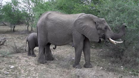 Una-Gran-Elefante-Hembra-Y-Su-Cría-Pastan-En-Acacias,-Kruger,-Sudáfrica-Loxodonta-Africana