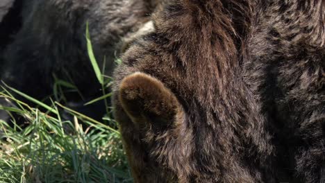 Wildlife-With-Grizzly-Brown-Bears-Feeding-On-A-Sunny-Grass