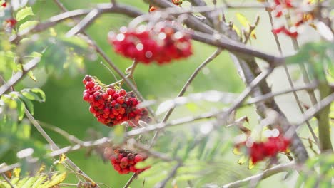 Video-captures-ripe-Rowan-berries-on-a-sunlit-morning