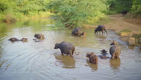 Herde-Heimischer-Wasserbüffel-Oder-Bubalus-Bubalis-Badet-In-Einem-Wasserstrom-Im-Ländlichen-Indien