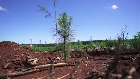 Small-pine-tree-in-a-reforestation-field