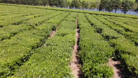Drone-flight-over-a-lush-green-tea-plantation