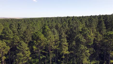 Advancing-over-a-vast-pine-plantation
